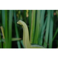Brachiosaurus
